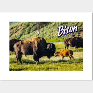 Bison at Yellowstone Posters and Art